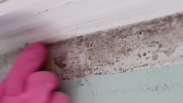 Mold Documentation for Insurance Claims in St Ansgar, IA